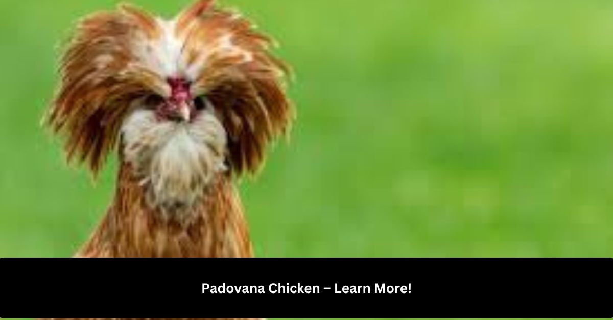 Padovana Chicken – Learn More!